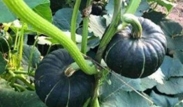 爱可可网红吃瓜,揭秘娱乐圈幕后故事